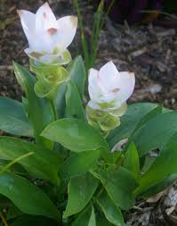 Just the thought of tulips conjures up thoughts of spring, warmer weather and beautiful colors. How To Grow Siam Tulips Curcuma