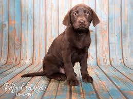 However, black lab puppies for sale near me in pa searching is also not difficult. Labrador Retriever Puppies For Sale At Petland Kennesaw
