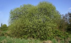 Image result for Goat Willow