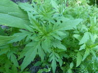 Image result for Porphyrostemma grantii