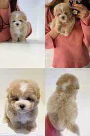 Teacup Teddy Bear Poodle Puppies For Sale Poodle Puppies For Sale Teddy Bear Poodle Miniature Poodle Puppy