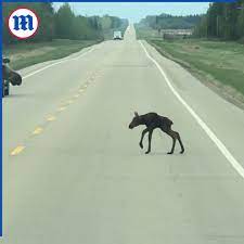 Mother Moose and Newborn Calf Cross Road | This is how a baby moose crosses the road🥺 | By Daily Mail Video | Facebook