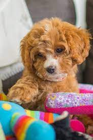 Looking For A Cavoodle Cavapoo Puppy That S For Sale Cavoodles Have Become Increasingly Popular Attracting Ruth Dogs And Kids Cute Dogs Breeds Cavoodle Dog