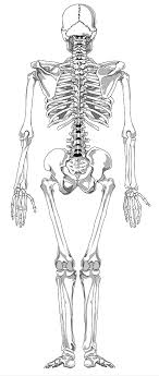 Related Image Anatomie Dos Dessin Anatomie Dessin