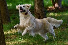 When used correctly, nothing could be further from the truth. 5 Reasons To Use An E Collar To Train Your Dog Educator Collars Blog