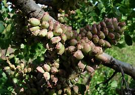 Image result for Lannea discolor