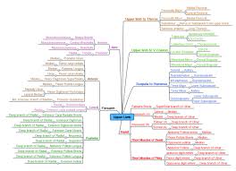 List Of Skeletal Muscles Of The Human Body Wikipedia