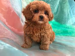 Cavapoos (aka cavoodles or cavadoodles) and mini cavapoos are a mix of a mini poodle (or toy poodle) and a purebred cavalier king charles spaniel. Shih Tzu Poodle Breeders Iowa Illinois Minnesota Puppies Ready