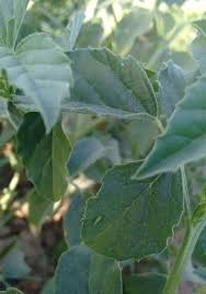 Image result for Cyamopsis serrata