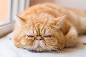 Penyakit dan masalah kesehatan kucing himalaya. Mengapa Si Comel Tak Masuk Akal Ini Sentiasa Jadi Pilihan Peminat Skop Rojak Daily