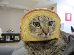 Pin By Jessica Black On Cats Cats Cat Run Funny Cats