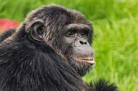 Pin By Virginia Brauer On Apes Chimp Monkey World Chimpanzee