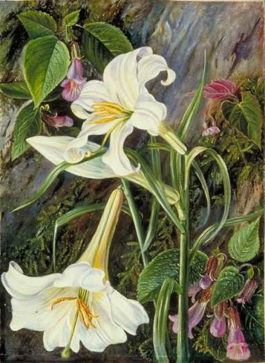 Marianne North in India: travels of a pioneering Victorian artist | Art UK