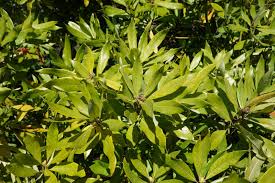 Image result for Psychotria palustris