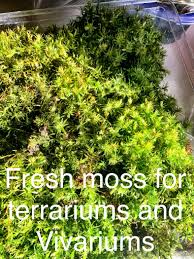 Fresh Live Moss In 2020 Moss Moss Wall Art Planters