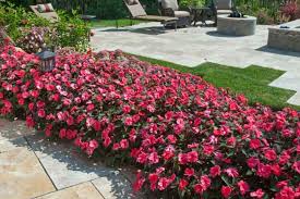 Image result for Impatiens lutzmanniae