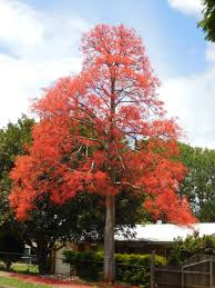 Image result for Brachychiton