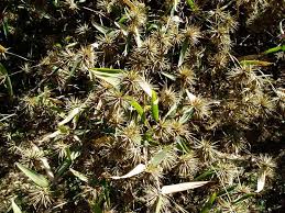 Image result for Oxytenanthera abyssinica