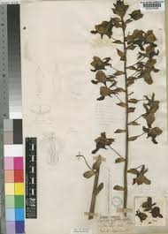 Image result for Eulophia horsfallii