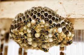 We did not find results for: Comment Detruire Et Eliminer Un Nid De Guepes Soi Meme