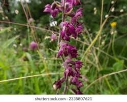 Image result for Aeollanthus repens