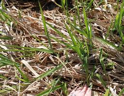 We did not find results for: Washington State Noxious Weed Control Board