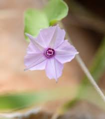 Image result for Ipomoea sinensis