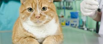 kastraciya sterilizaciya kota v harkove vetklinika pes i kot