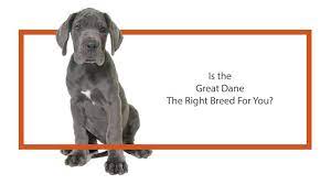 See more of ms great dane puppies on facebook. Great Dane Puppies Petland Iowa City