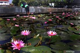 Kamu nggak hanya bisa berlari di jogging track, taman ini juga memfasilitasi kamu yang ingin mencoba pilihan olahraga lain seperti perahu dayung dan berkuda santai. Bunga Teratai Di Malang Mekar Bersamaan