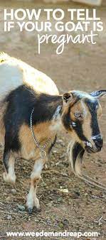 For big breeding operations, this is the only way to go, but for smaller herds, a little prodding, palpitation, and observation can go a long way. How To Tell If Your Goat Is Pregnant