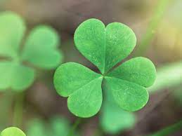 They are similar but the difference is in number as well as tradition. Difference Between Irish Shamrocks And 4 Leaf Clovers