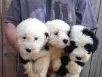 Old English Sheepdog Puppies for Sale - Adoptapet