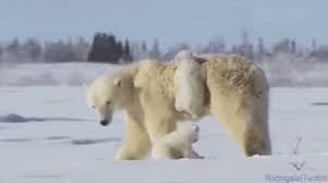 Polar Bear Gif Polar Bear Affection Discover Share Gifs Polar Bear Baby Polar Bears Bear Gif