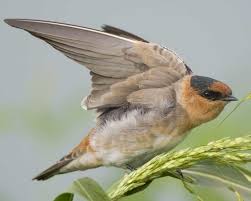 Small Birds That Make Mud Nests Cave Swallow Beautiful Birds Wild Birds Rare Birds