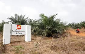 Chief financial officer and executive. Farmlandgrab Org Palm Oil Impacted People Demand The Right To Speak Out Against Human Rights Abuses And Environmental Destruction