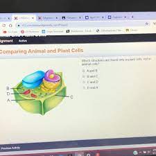 What organelle does a plant cell have that an animal cell does not have, that supports the cell and is the outer most layer? What Are The Similarities Of Plant And Animal Cells Brainly