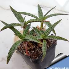 Image result for Ledebouria Unidentified sp. no3.