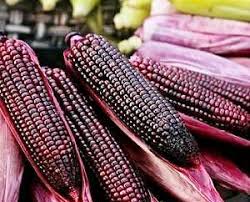 Maybe you would like to learn more about one of these? Siswa Smamsatu Berhasil Kembangkan Jagung Ungu Transgenik Pwmu Co Portal Berkemajuan