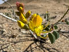 Image result for Adenolobus pechuelii