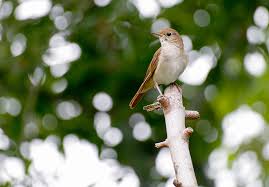 Hai bisogno di più parole, non solo quelli che iniziano con u? 10 Nomi Di Animali Che Iniziano Con La U Deabyday