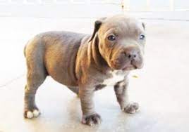 yavru pitbull kopek cinsleri