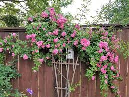 Peggy Martin Rose Aka The Katrina Rose Outdoor Backyard Garden Plants