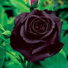 100pcs/bag rare rose seeds black rose flower with red edge rare rose flowers seeds for garden bonsai planting. Black Bush Rose Seeds Urban Farmer