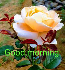 Check spelling or type a new query. Good Morning With Beautiful Yellow Flower Desicomments Com