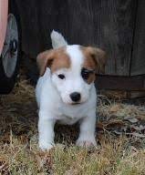Short English Irish Jack Russell Puppies In Texas Short Legged Or Shorty Jack Russell T Jack Russell Terrier Puppies Jack Russell Terrier Jack Russell Puppies