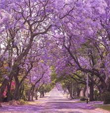 Tree with purple flowers texas. Jacaranda Trees The West Coast Version Of The Cherry Blossom Are Blooming All Over California