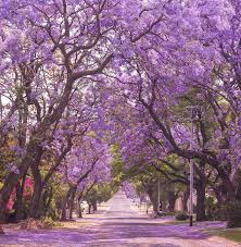 There is the newly discovered purple gingo tree discovered by richard gingo. Jacaranda Trees The West Coast Version Of The Cherry Blossom Are Blooming All Over California