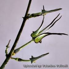 Image result for Ceropegia gracilior