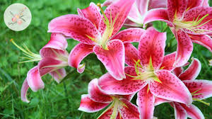 Maybe you would like to learn more about one of these? In The Garden Stargazer Lily Ornamental Cut Flower Gardening Youtube